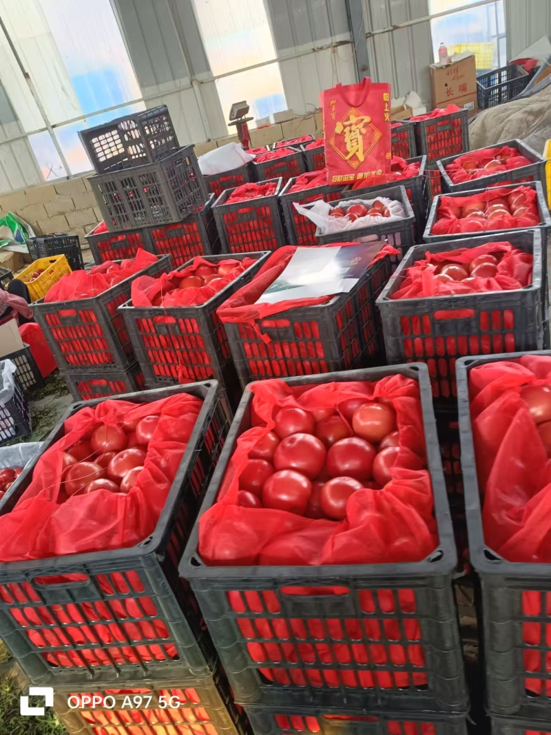山东西红柿硬粉西红柿费县西红柿产地现在对接市场电商商超