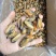 特大淡菜一斤110粒海虹干淡干海鲜干货北海海味