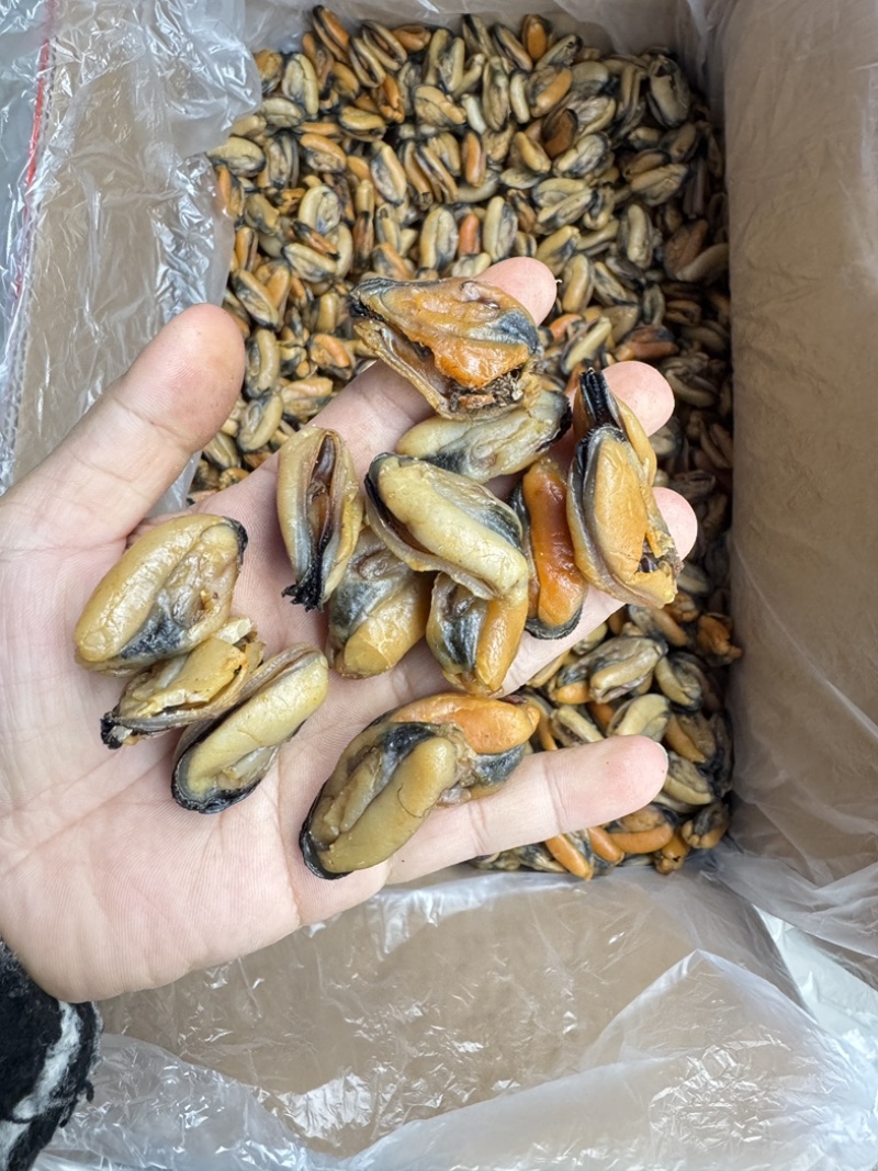特大淡菜一斤110粒海虹干淡干海鲜干货北海海味