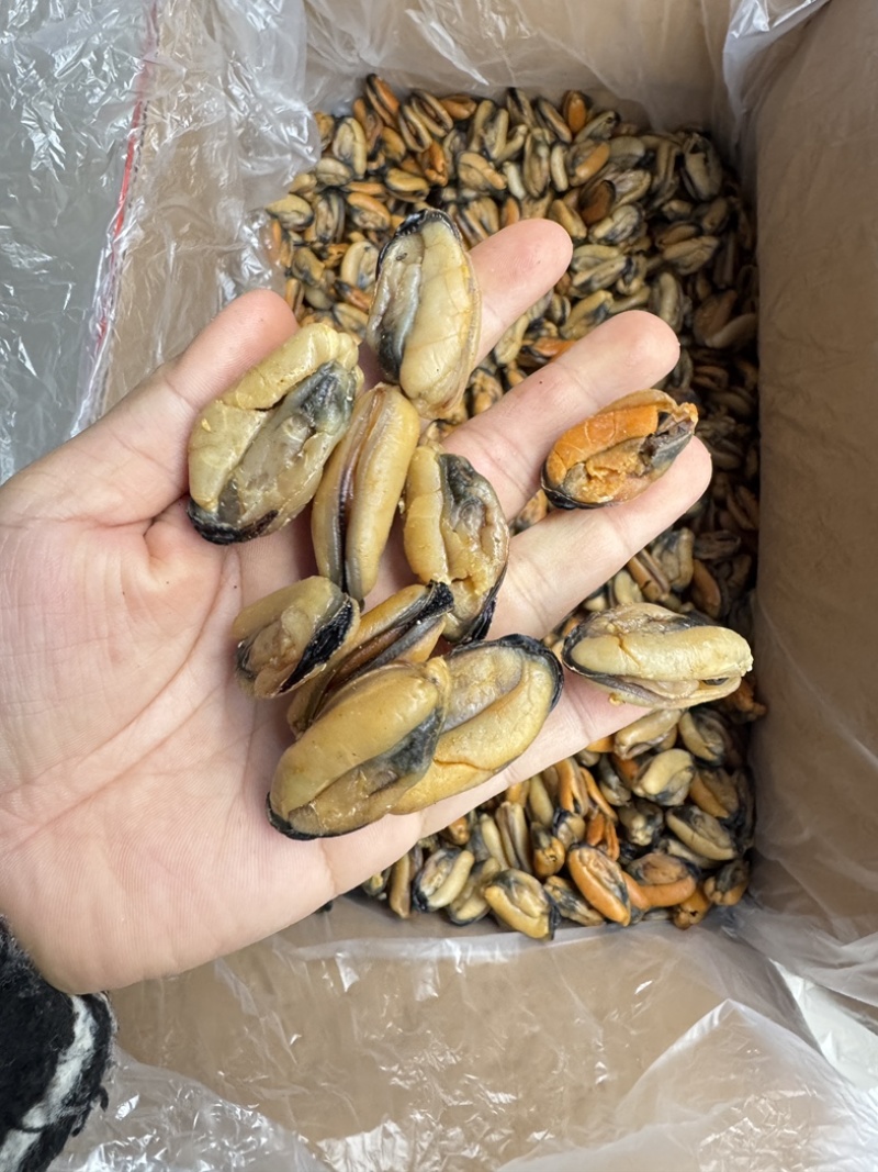 特大淡菜一斤110粒海虹干淡干海鲜干货北海海味