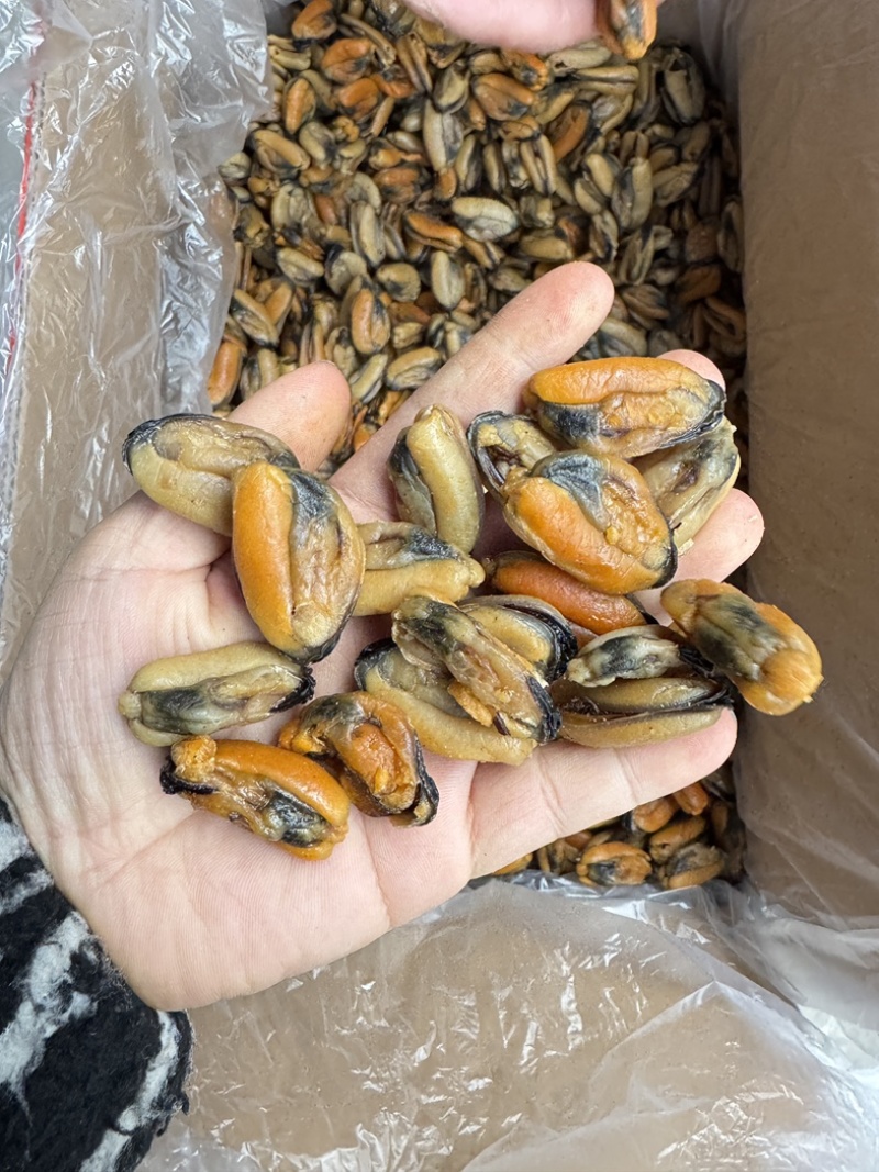 特大淡菜一斤110粒海虹干淡干海鲜干货北海海味