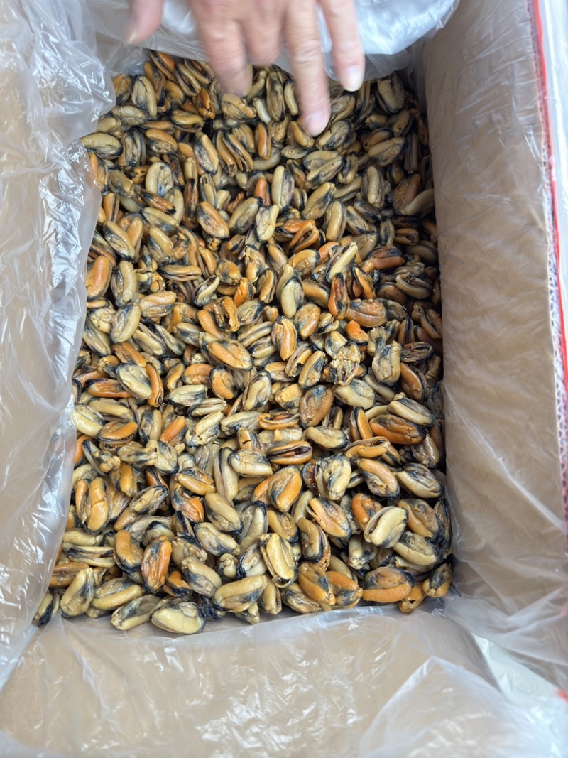 特大淡菜一斤110粒海虹干淡干海鲜干货北海海味