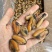 特大淡菜一斤110粒海虹干淡干海鲜干货北海海味