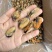 特大淡菜一斤110粒海虹干淡干海鲜干货北海海味