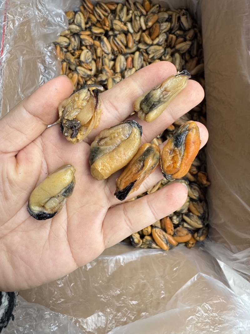 特大淡菜一斤110粒海虹干淡干海鲜干货北海海味