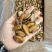 特大淡菜一斤110粒海虹干淡干海鲜干货北海海味