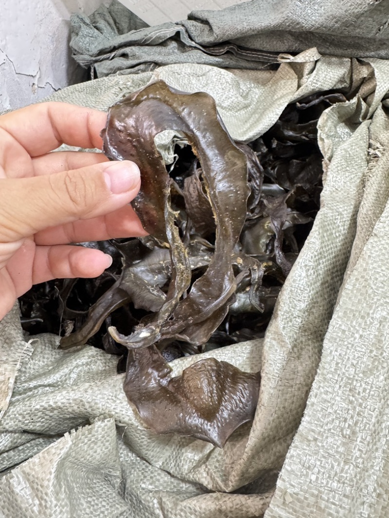 甲鱼裙边水鱼边大号中号淡干足干
