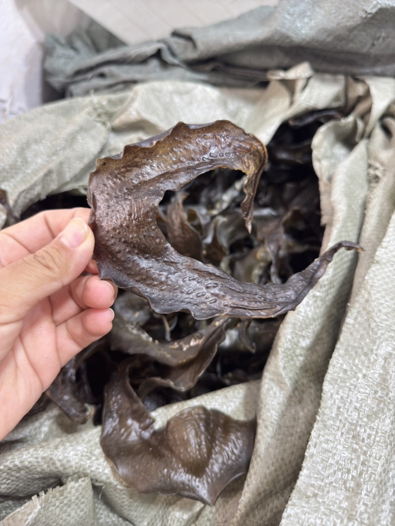甲鱼裙边水鱼边大号中号淡干足干