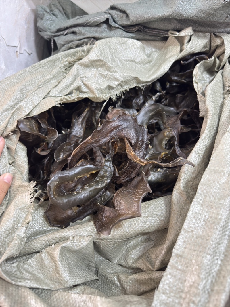 甲鱼裙边水鱼边大号中号淡干足干