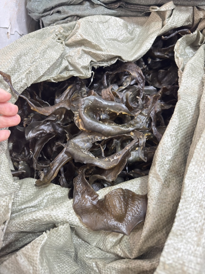甲鱼裙边水鱼边大号中号淡干足干