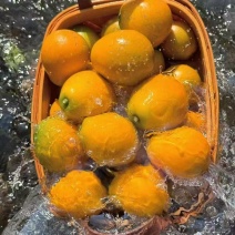 融安金桔-脆蜜金柑-纯甜无酸、无籽无核、一口爆汁