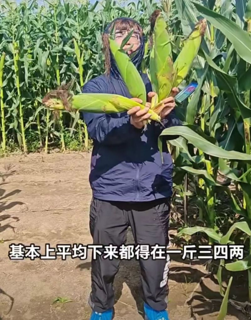 国审金甜糯1925国审华耐182甜糯玉米大棒