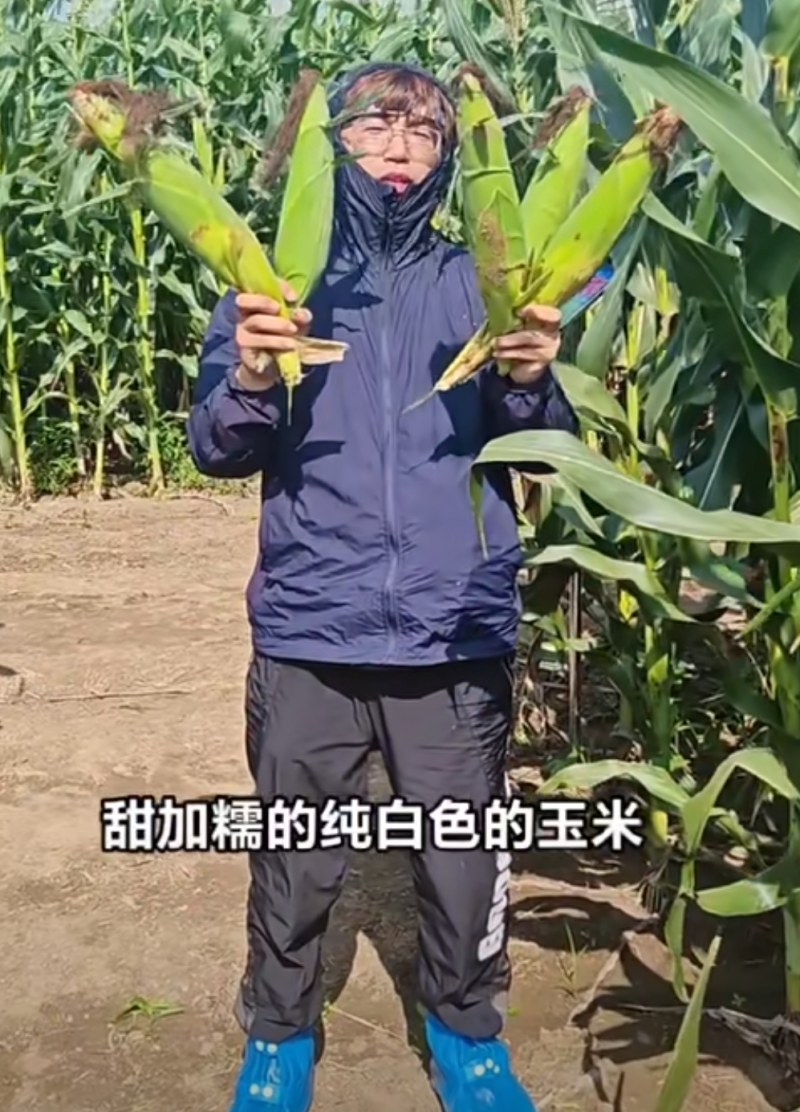国审金甜糯1925国审华耐182甜糯玉米大棒