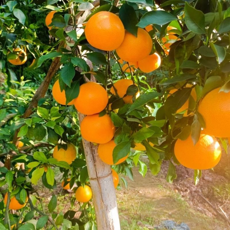 九月红果冻橙产地直供，纯甜化渣爆汁，电商社区团购一件代发