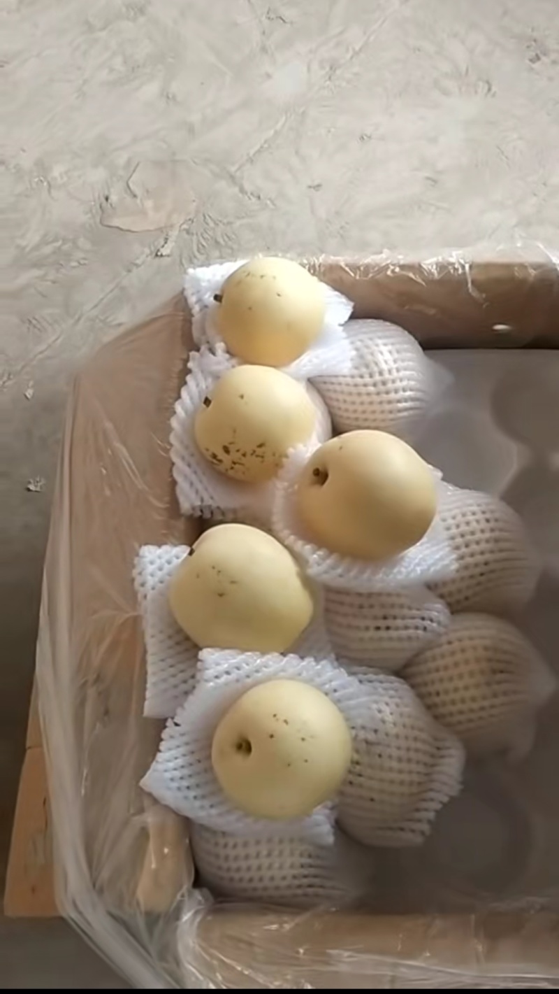 二级皇冠梨
