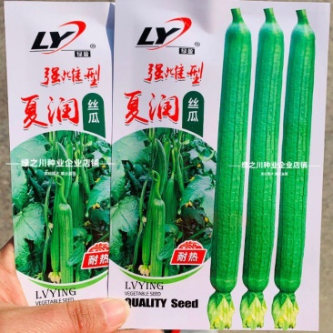夏润丝瓜种子强雌型耐热丝瓜种子特长早熟香甜长丝瓜种子