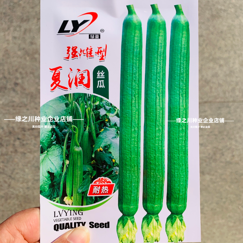 夏润丝瓜种子强雌型耐热丝瓜种子特长早熟香甜长丝瓜种子