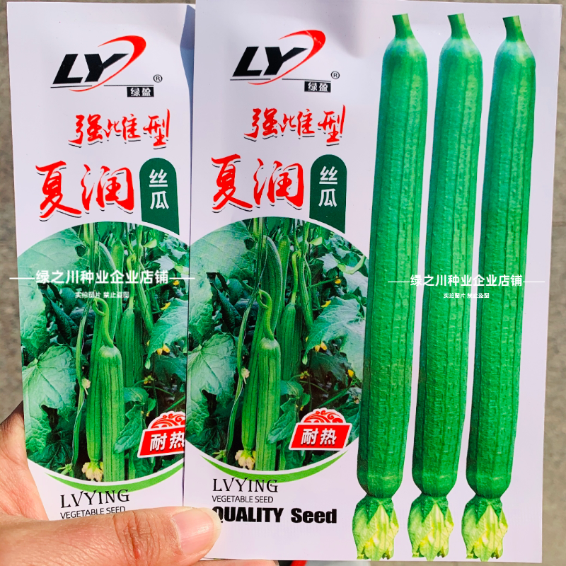 夏润丝瓜种子强雌型耐热丝瓜种子特长早熟香甜长丝瓜种子