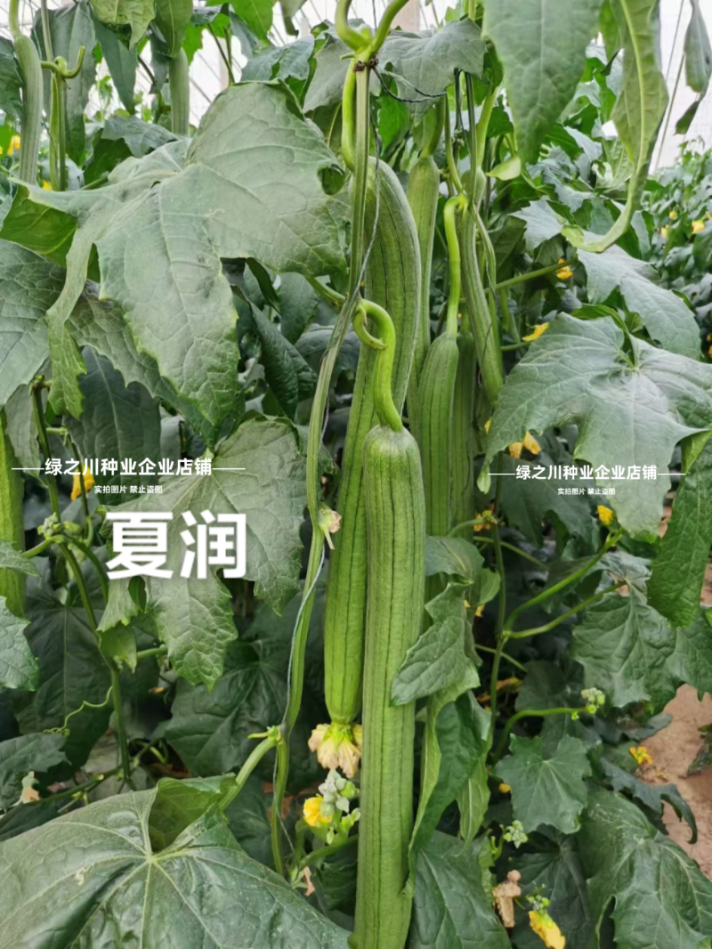 夏润丝瓜种子强雌型耐热丝瓜种子特长早熟香甜长丝瓜种子