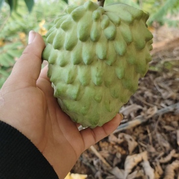 释迦果