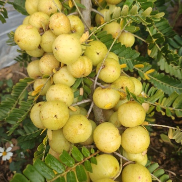 自家果园种植甜橄榄