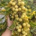 自家果园种植甜橄榄