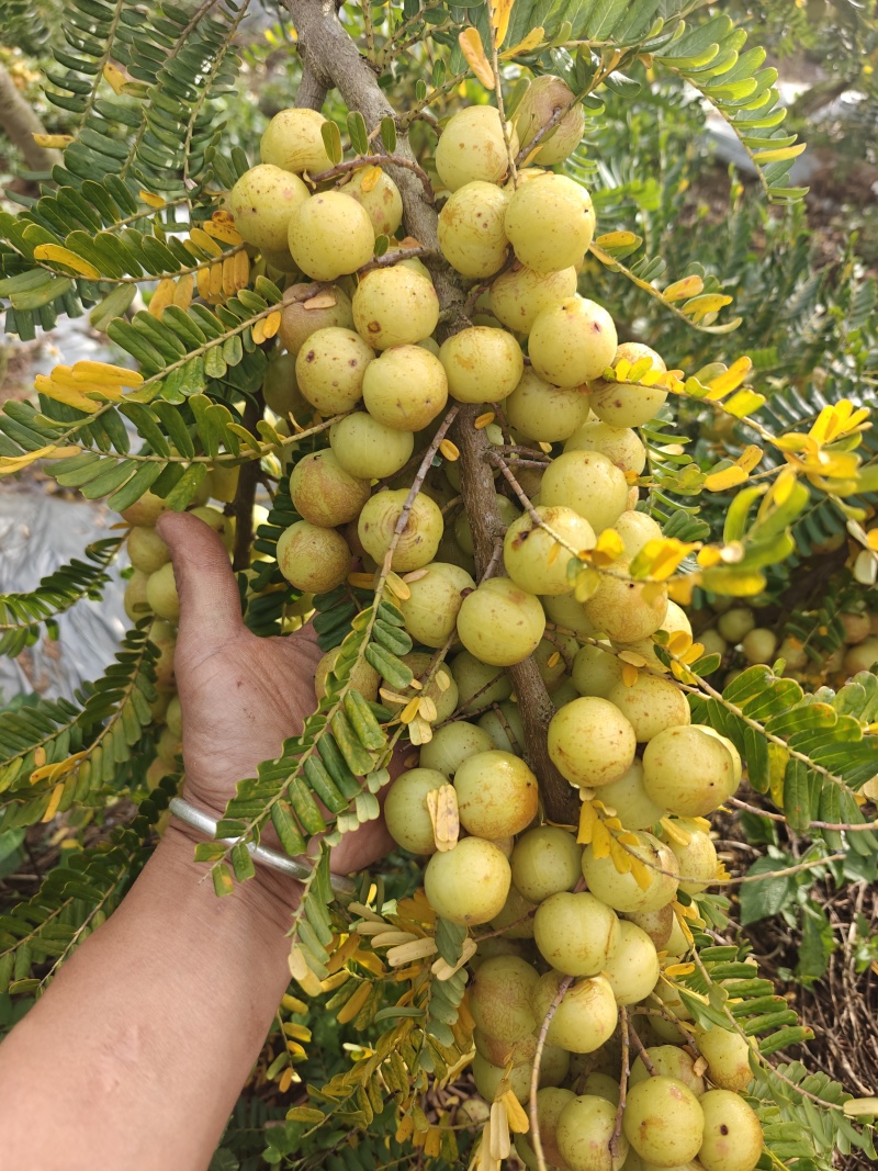 自家果园种植甜橄榄