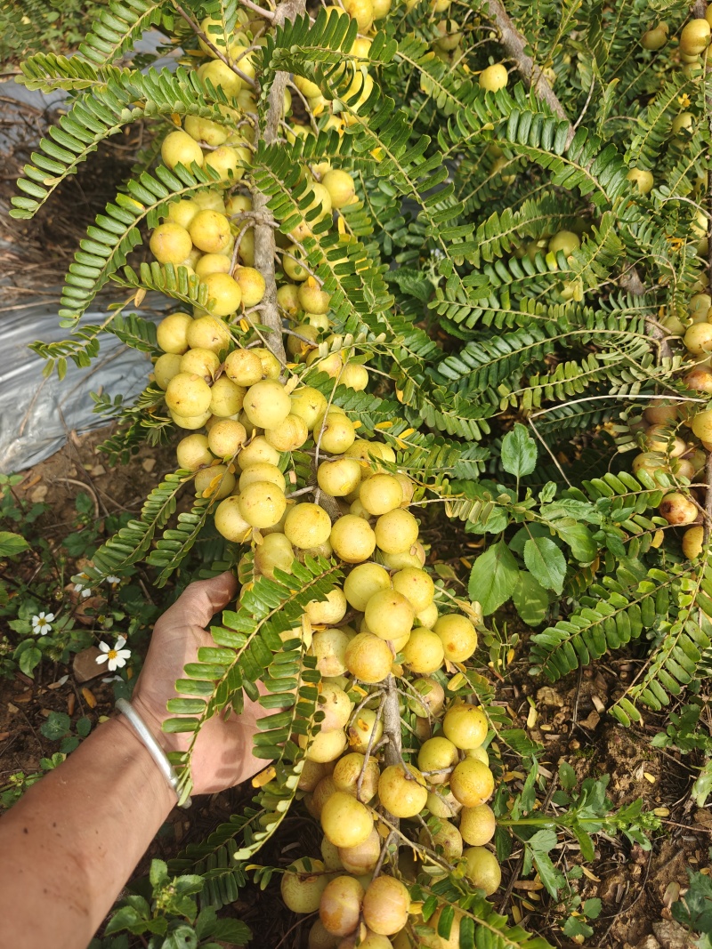 自家果园种植甜橄榄