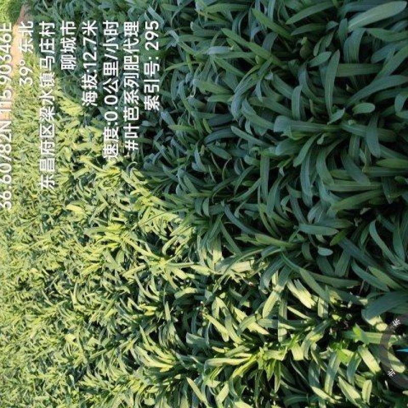 面条菜