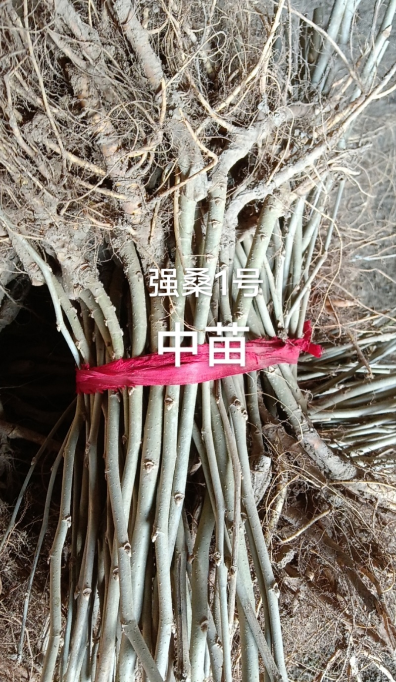 桑树苗