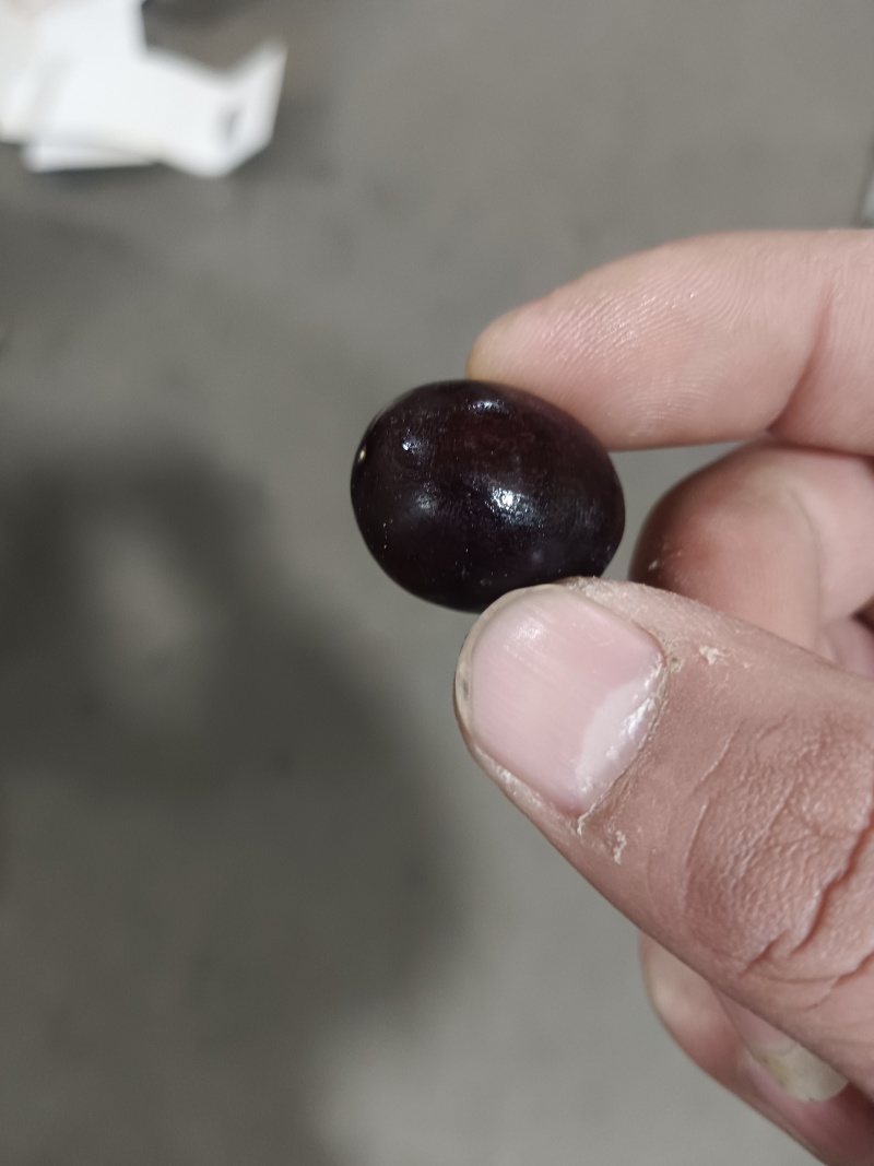 树葡萄