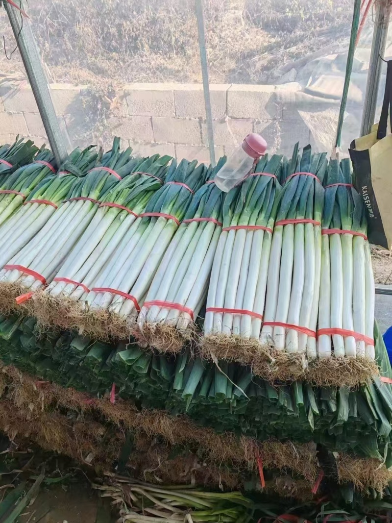 专业净葱电商超市直供视频看货质量保证