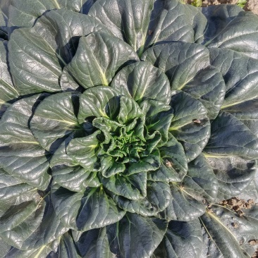 如皋黑塌菜