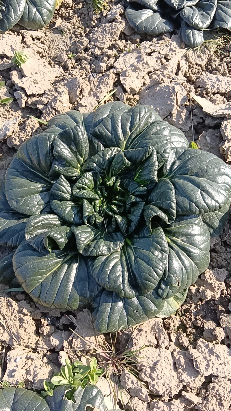如皋黑塌菜