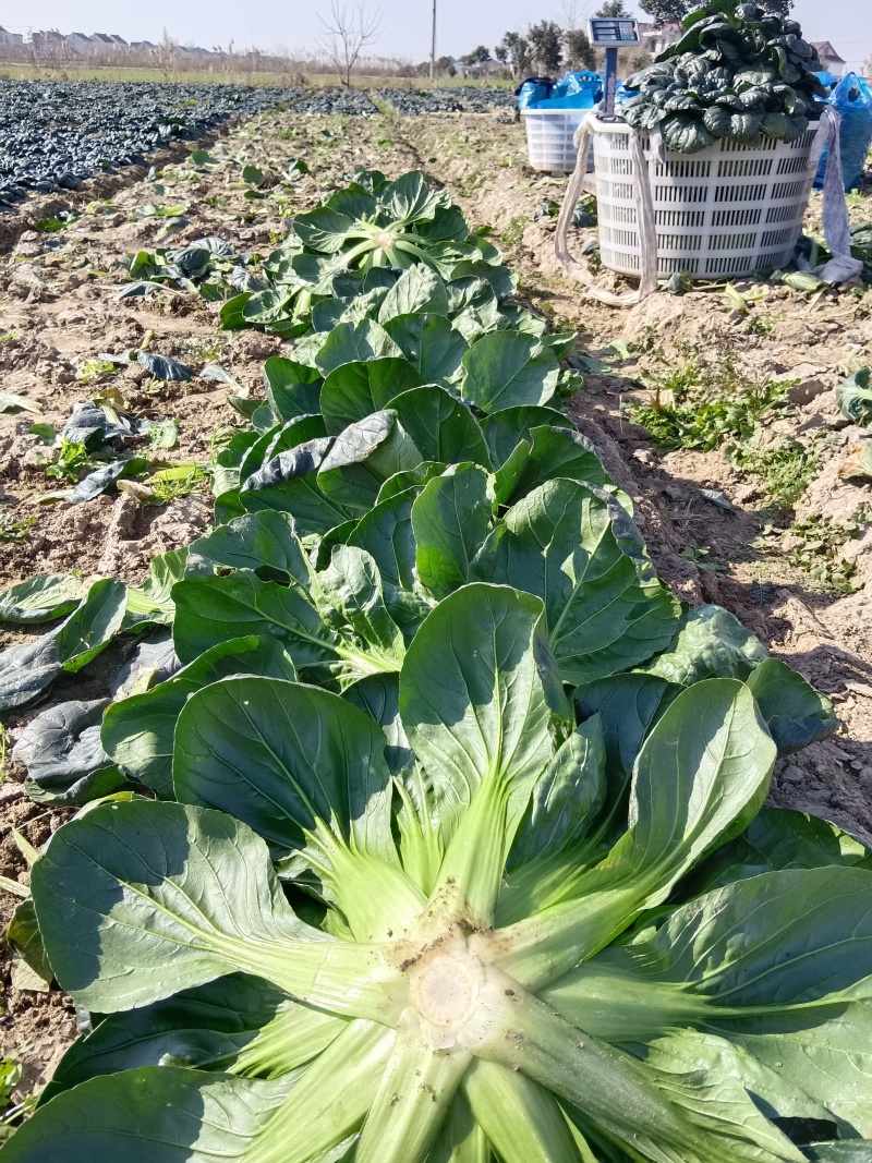 如皋黑塌菜