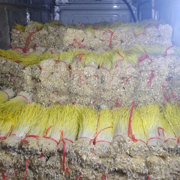 蒜黄大量上市产地直发，一手货源，货源保质量，货源充足