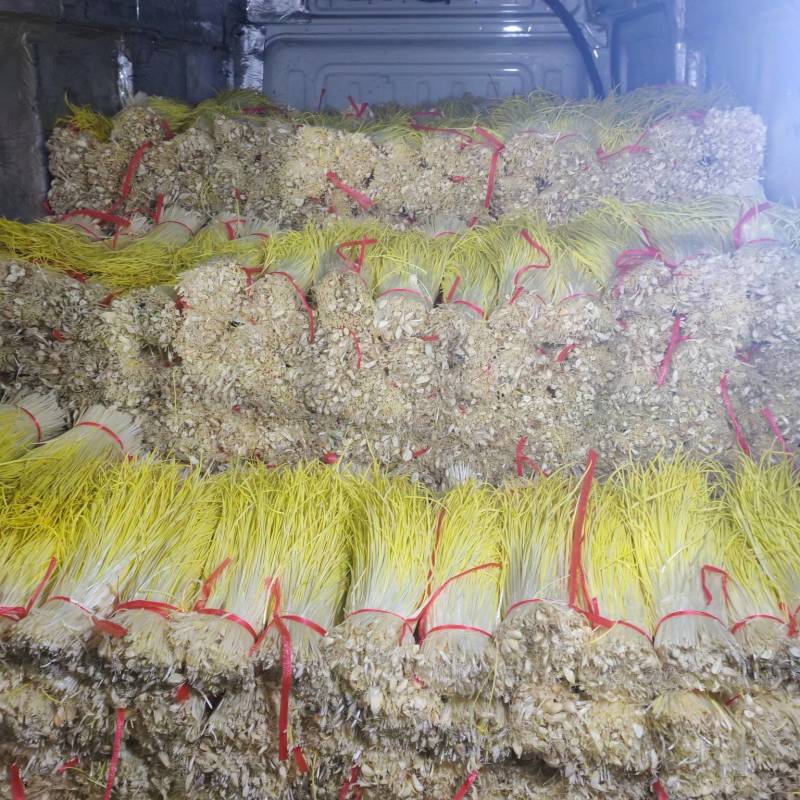 蒜黄大量上市产地直发，一手货源，货源保质量，货源充足