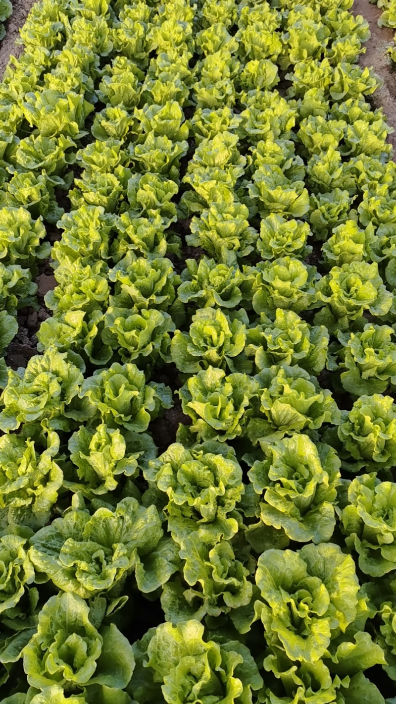 意大利生菜泡沫箱标准