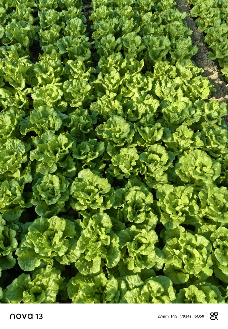 意大利生菜泡沫箱标准