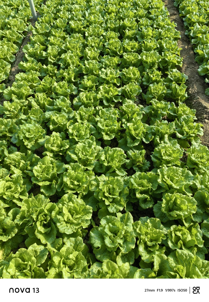 意大利生菜泡沫箱标准