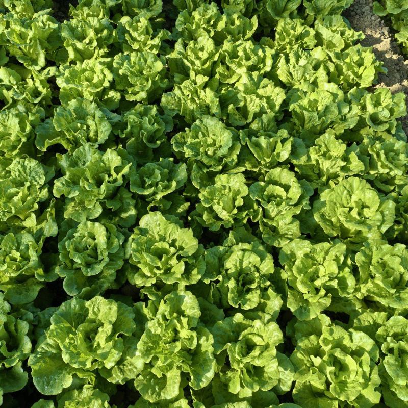 意大利生菜泡沫箱标准