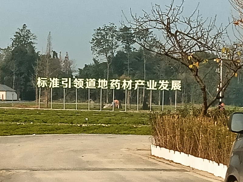四川彭州土特产地地道道川芎，川芎片，川芎茶