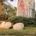 四川彭州土特产地地道道川芎，川芎片，川芎茶