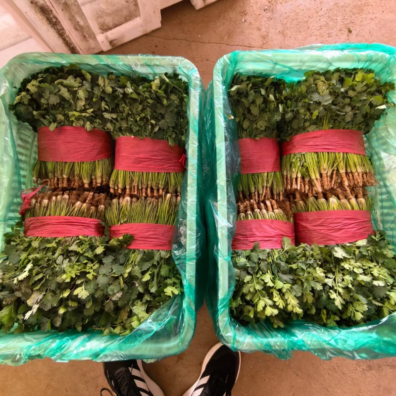 香菜新鲜香菜小叶香菜自家种植，没有中间商差价价格实惠