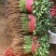 香菜新鲜香菜小叶香菜自家种植，没有中间商差价价格实惠