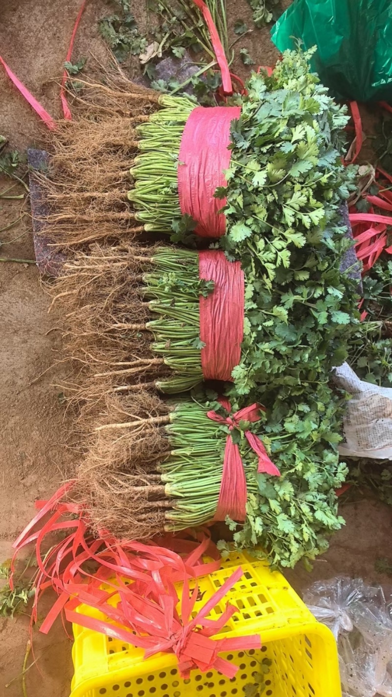 香菜新鲜香菜小叶香菜自家种植，没有中间商差价价格实惠