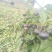 【红果参礼品特选，大果装】产地直供，现摘现发，物流直达