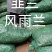 韭兰，风雨兰