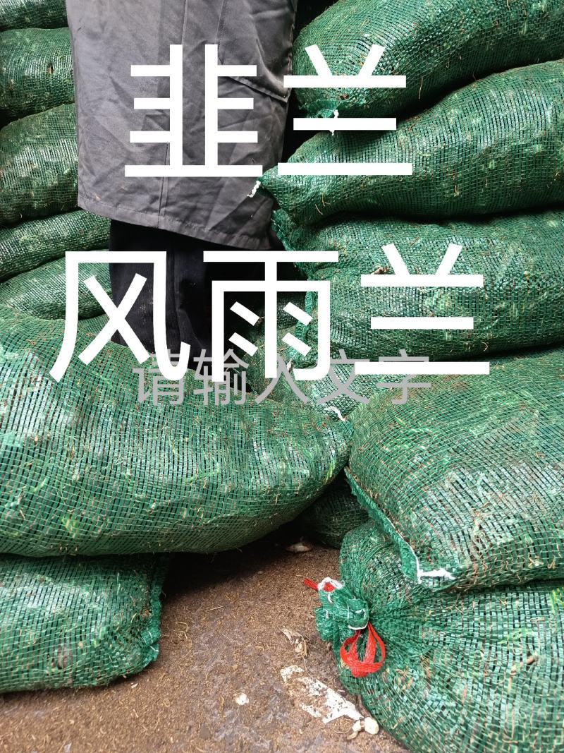 韭兰，风雨兰
