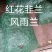 韭兰，风雨兰